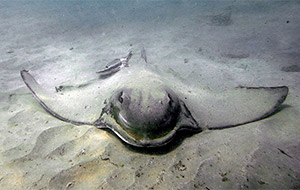 Australian bull ray (Myliobatis tenuicaudatus)