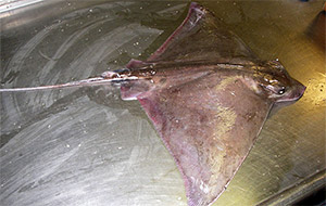 Bullnose eagle ray (Myliobatis freminvillii)