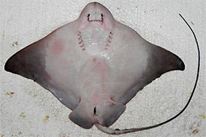 Southern eagle ray (Myliobatis goodei)