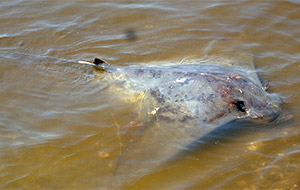 Japanese eagle ray (Myliobatis tobijei)