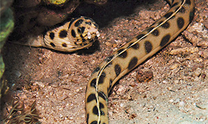 Bildquelle öffnen (Urheber: Rob - Lizenz:CC BY 2.0) Flecken-Schlangenaal (Myrichthys maculosus)