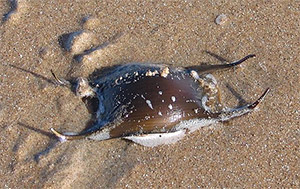 Eikapsel am Strand - Urheber: Luca Oddone - Lizenz:CC BY-SA 3.0