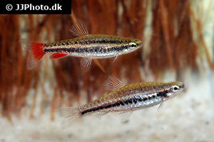 Anduez Ziersalmler (Nannostomus anduzei)