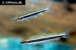 Zweiband-Ziersalmler (Nannostomus bifasciatus)