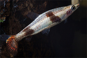 Spitzmaul-Ziersalmler (Nannostomus eques)