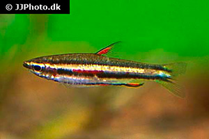 Zwergziersalmler (Nannostomus marginatus)