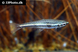 Marilyns Ziersalmler (Nannostomus marilynae)