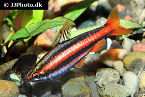 Purpurziersalmler (Nannostomus mortenthaleri)