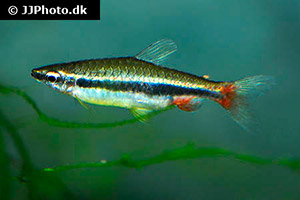 Schmuck-Ziersalmler (Nannostomus nitidus)