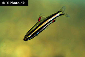 Purpur-Zwergziersalmler (Nannostomus rubrocaudatus)