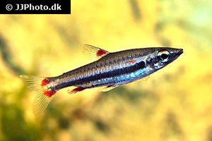 Dreibinden-Ziersalmler (Nannostomus trifasciatus)