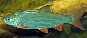 Nase (Chondrostoma nasus)