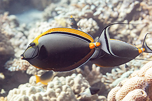 Indischer Gelbklingen-Nasendoktor (Naso elegans)