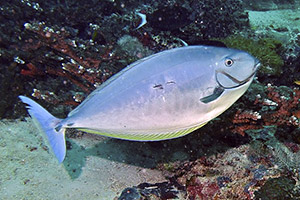 Blauklingen-Nasendoktorfisch (Naso hexacanthus)