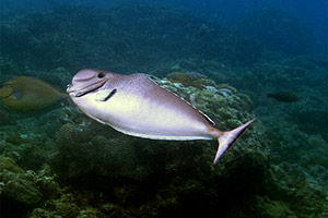 Naso tonganus