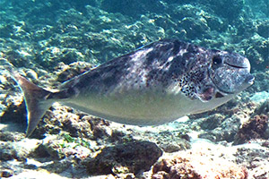 Buckelnasen-Nasendoktorfisch (Naso tuberosus)