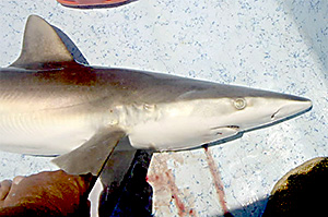 Weißnasenhai (Nasolamia velox)