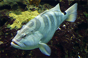 Nassau-Zackenbarsch (Epinephelus striatus)