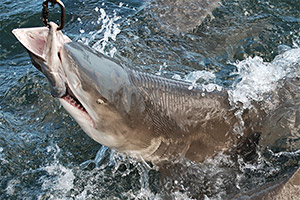 Zitronenhai beim Fressen
