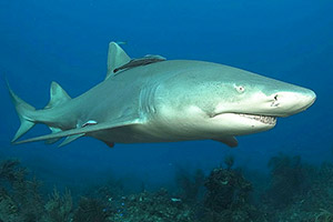 Zitronenhai (Negaprion brevirostris)