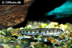 Nemacheilus corica