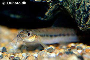 Nemacheilus ornatus