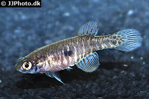 Nematolebias papilliferus