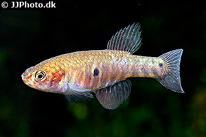 Nematolebias whitei