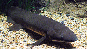 Australischer Lungenfisch (Neoceratodus forsteri)