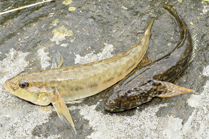 Flussgrundel (Neogobius fluviatilis)