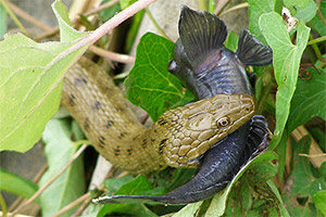 Flussgrundel im Maul einer Schlange