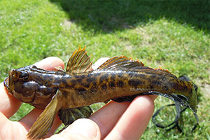 Flussgrundel (Männchen)