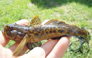 Flussgrundel (Neogobius fluviatilis)