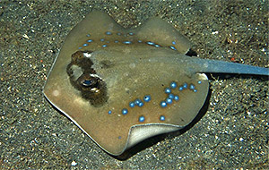 Grauer Stechrochen (Neotrygon kuhlii)