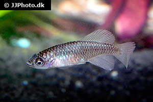 Nothobranchius cardinalis