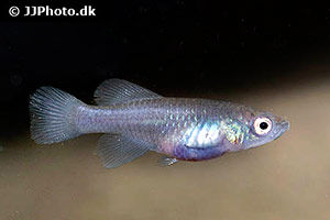 Nothobranchius fuscotaeniatus