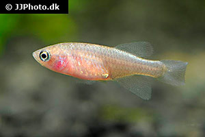 Nothobranchius hassoni