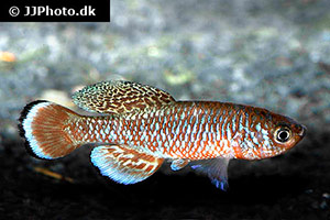 Nothobranchius kafuensis