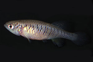 Nothobranchius kilomberoensis