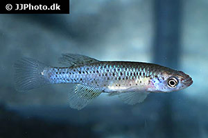 Nothobranchius lucius
