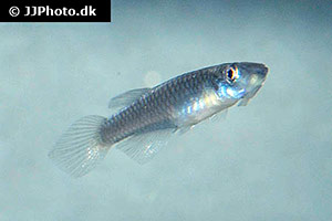 Nothobranchius luekei