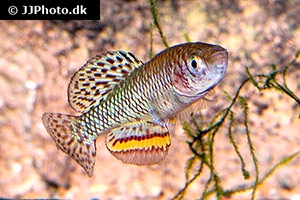 Nothobranchius malaissei