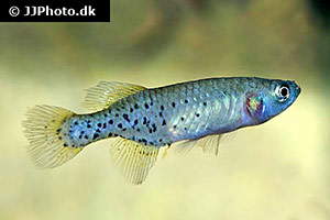 Nothobranchius melanospilus