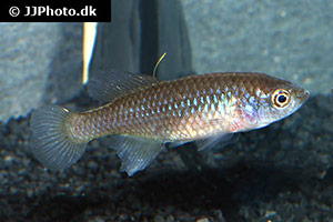 Nothobranchius milvertzi