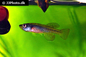 Nothobranchius palmqvisti