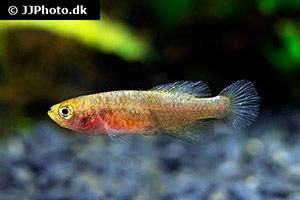 Nothobranchius rosenstocki