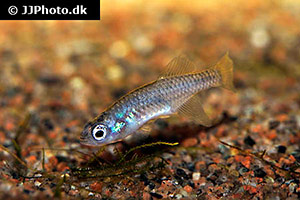 Nothobranchius rubripinnis