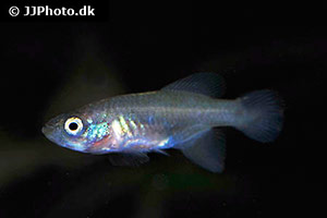 Nothobranchius rubroreticulatus