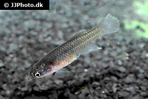 Nothobranchius ruudwildekampi