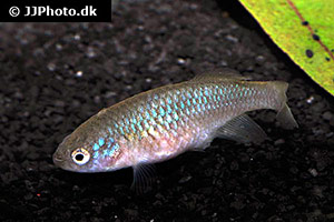 Nothobranchius usanguensis